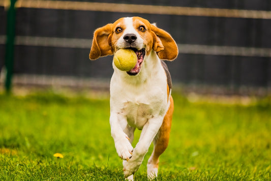 Comparing Dog Ball Launchers: What to Look for and Why the Do Tennis Launcher Stands Out