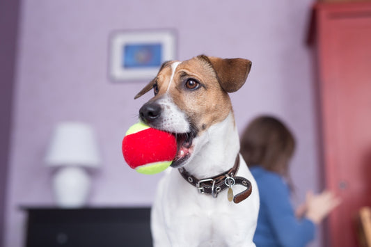 Why an Automatic Dog Ball Launcher is a Must-Have for Busy Pet Owners