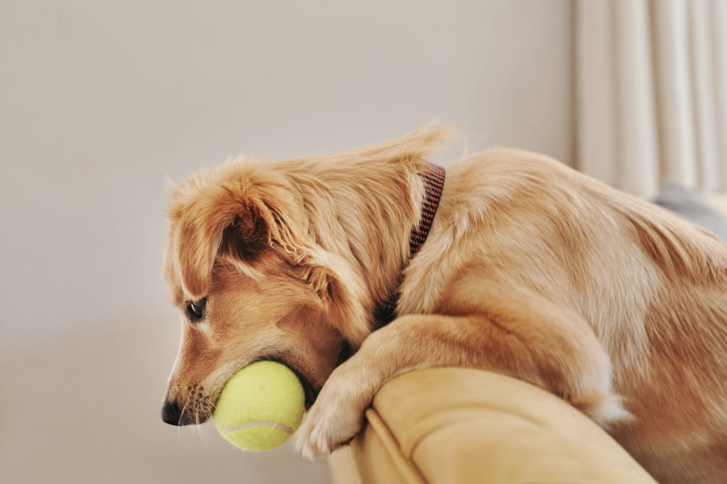 Keep Your Dog Active Indoors with the Do Tennis Launcher